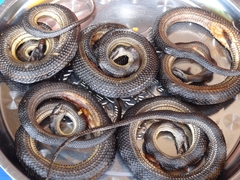 Schlangenfrass - Kambodscha